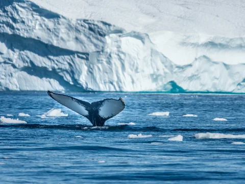 Iceland & Greenland