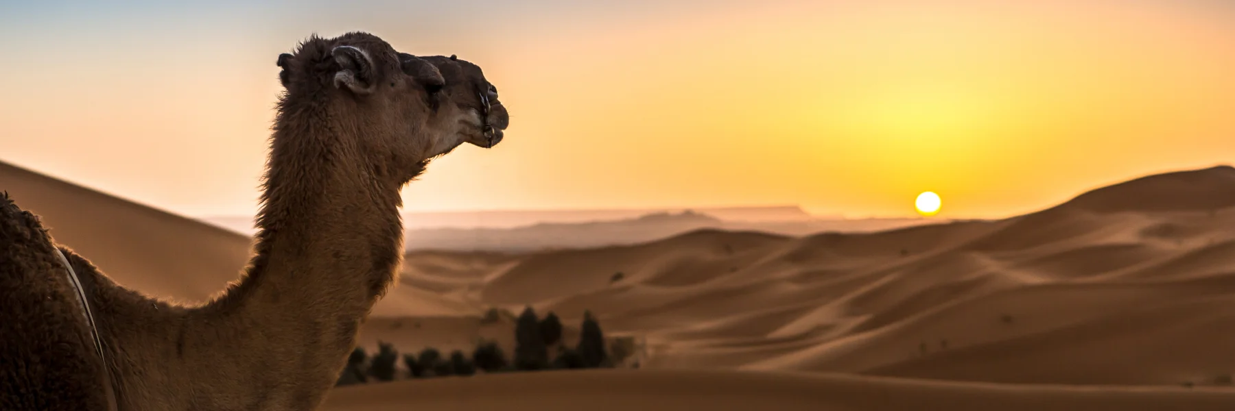 Enjoy the sunrise and sunset over the dunes of the Moroccan Sahara, experiencing Bedouin culture and nature with BoardingPass
