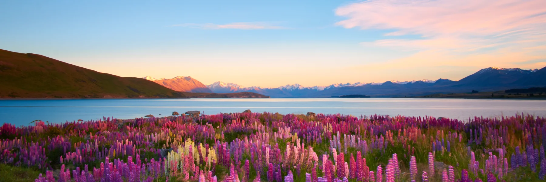 Enjoy Lake Tekapo surrounded by blooming lupins and take in stunning views of Mt. Cook on BoardingPass's New Zealand tour