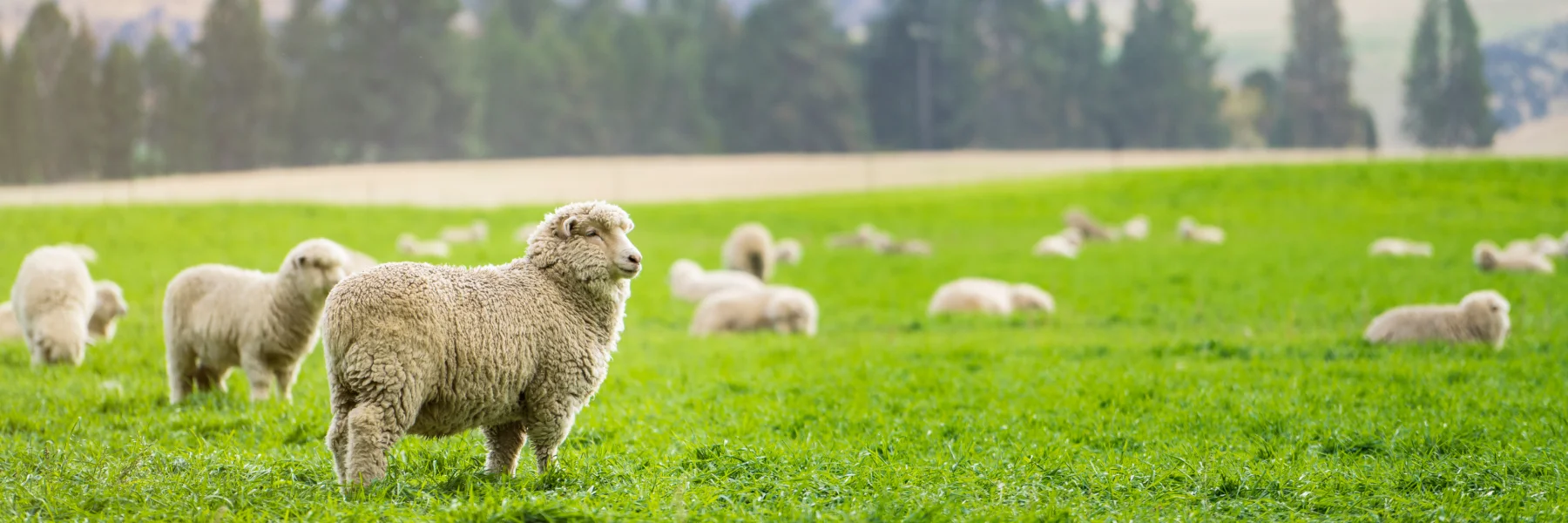 Visit New Zealand farms and experience the farm show featuring famous Merino sheep with BoardingPass Tours
